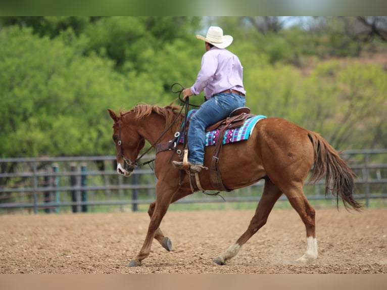 American Quarter Horse Castrone 7 Anni 168 cm Sauro ciliegia in Stephenville TX