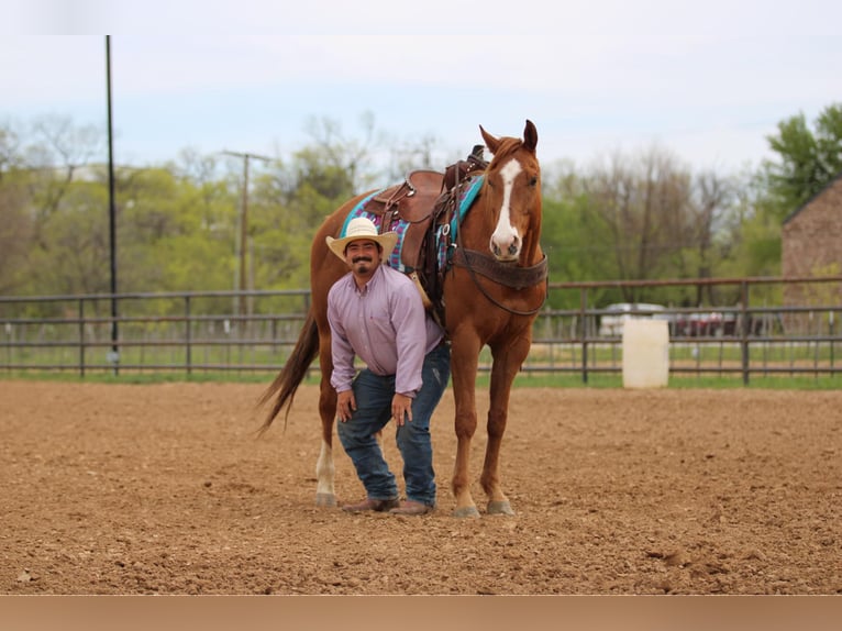 American Quarter Horse Castrone 7 Anni 168 cm Sauro ciliegia in Stephenville TX