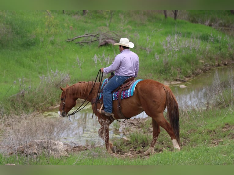 American Quarter Horse Castrone 7 Anni 168 cm Sauro ciliegia in Stephenville TX