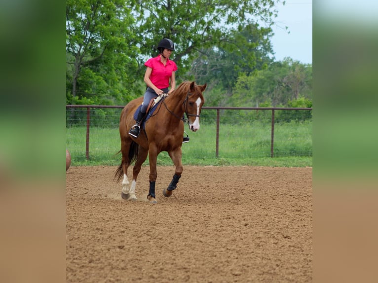 American Quarter Horse Castrone 7 Anni 168 cm Sauro ciliegia in Stephenville TX