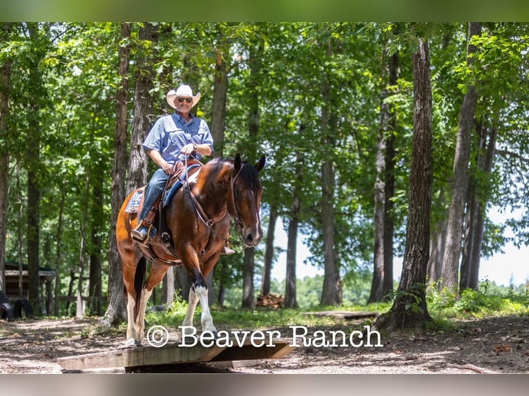 American Quarter Horse Castrone 7 Anni 168 cm Tobiano-tutti i colori in MOuntain Grove MO