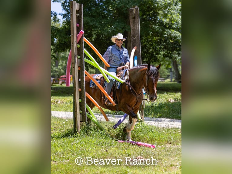 American Quarter Horse Castrone 7 Anni 168 cm Tobiano-tutti i colori in MOuntain Grove MO