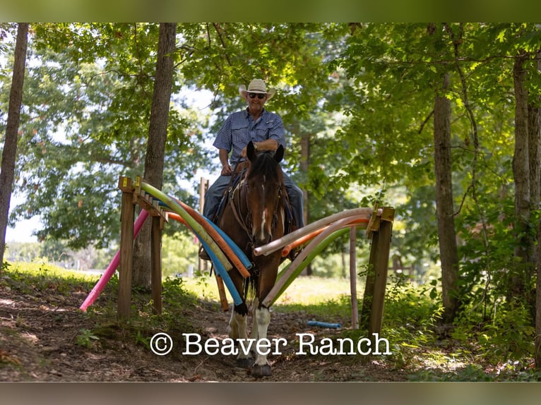 American Quarter Horse Castrone 7 Anni 168 cm Tobiano-tutti i colori in MOuntain Grove MO