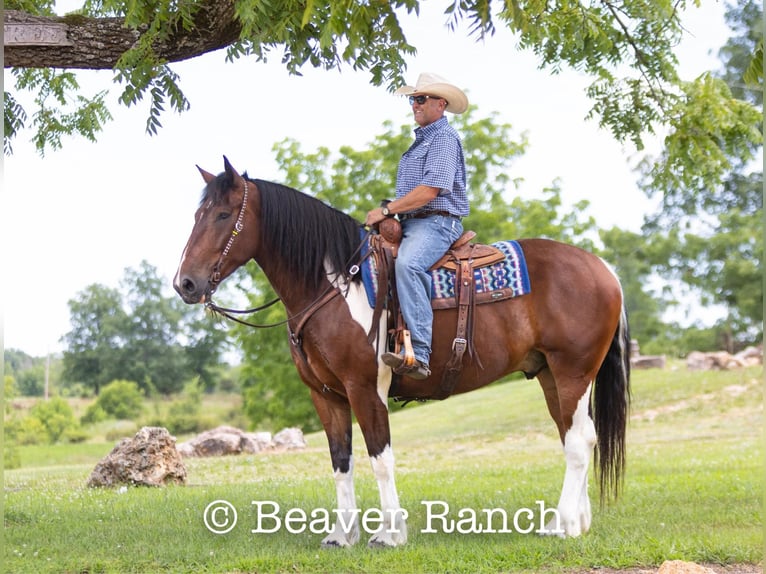 American Quarter Horse Castrone 7 Anni 168 cm Tobiano-tutti i colori in MOuntain Grove MO