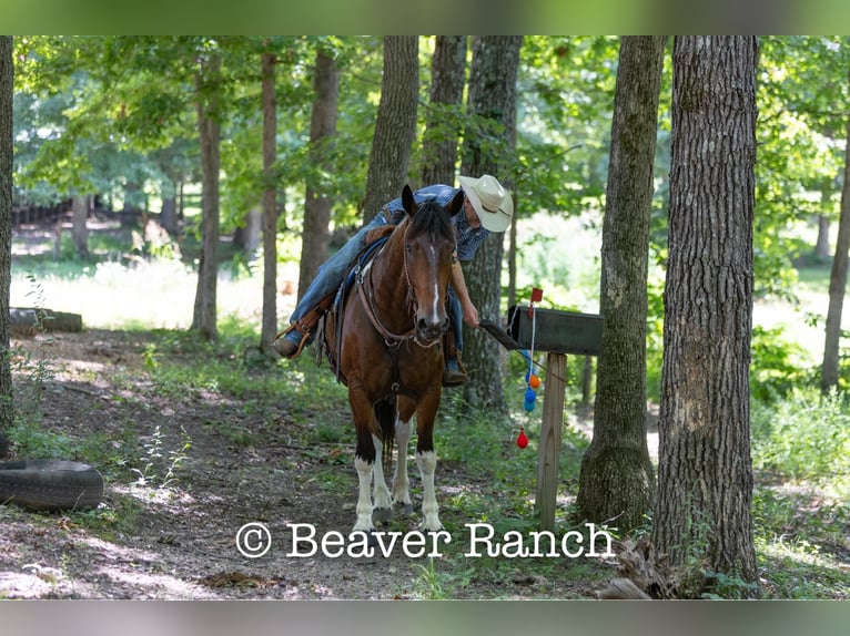 American Quarter Horse Castrone 7 Anni 168 cm Tobiano-tutti i colori in MOuntain Grove MO