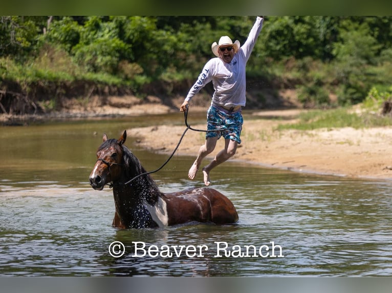 American Quarter Horse Castrone 7 Anni 168 cm Tobiano-tutti i colori in MOuntain Grove MO