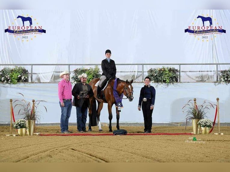 American Quarter Horse Castrone 7 Anni 170 cm Baio in Burgebrach