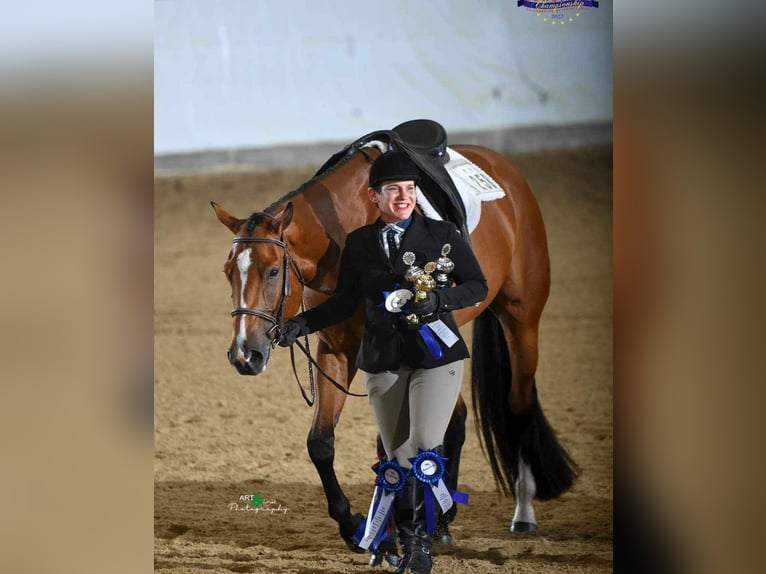 American Quarter Horse Castrone 7 Anni 170 cm Baio in Burgebrach