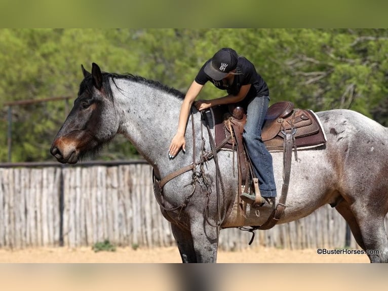 American Quarter Horse Castrone 7 Anni 170 cm Baio roano in WeATHERFORD tx