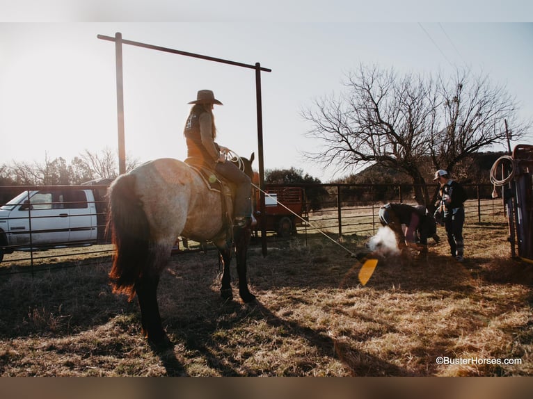 American Quarter Horse Castrone 7 Anni 170 cm Baio roano in WeATHERFORD tx