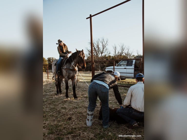 American Quarter Horse Castrone 7 Anni 170 cm Baio roano in WeATHERFORD tx