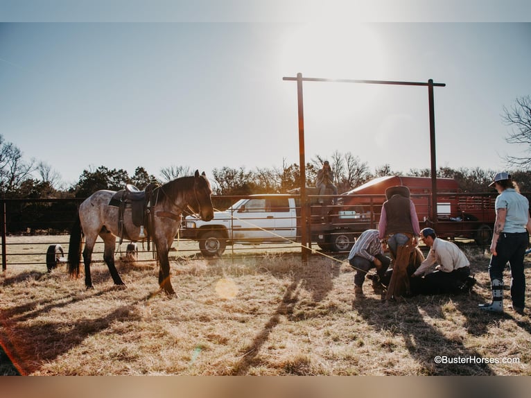 American Quarter Horse Castrone 7 Anni 170 cm Baio roano in WeATHERFORD tx