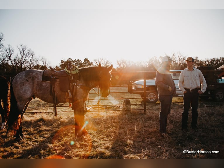 American Quarter Horse Castrone 7 Anni 170 cm Baio roano in WeATHERFORD tx