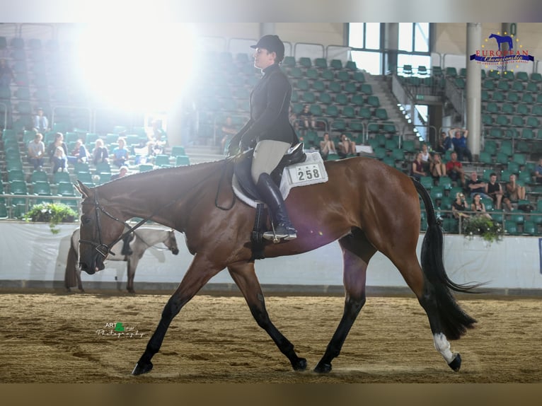 American Quarter Horse Castrone 7 Anni 170 cm Baio in Burgebrach