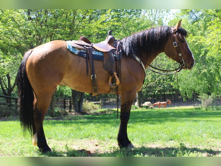 American Quarter Horse Castrone 7 Anni 170 cm Falbo in Charlotte NC