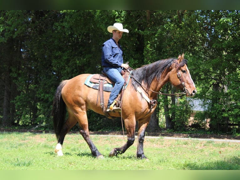 American Quarter Horse Castrone 7 Anni 170 cm Falbo in Charlotte NC