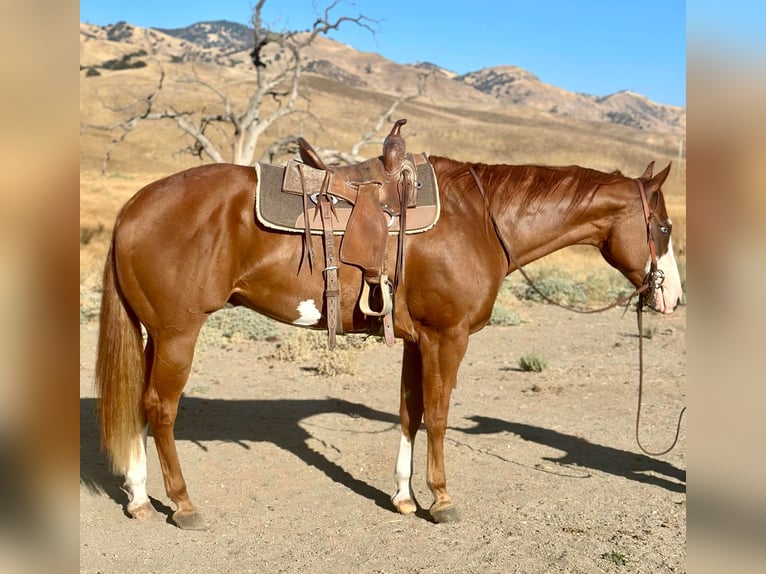 American Quarter Horse Castrone 7 Anni 170 cm Overo-tutti i colori in Bitterwater CA