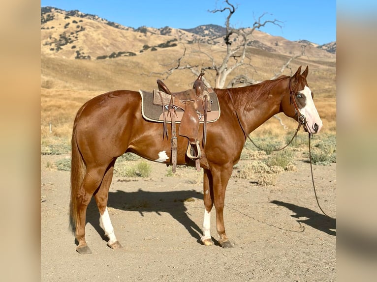 American Quarter Horse Castrone 7 Anni 170 cm Overo-tutti i colori in Bitterwater CA