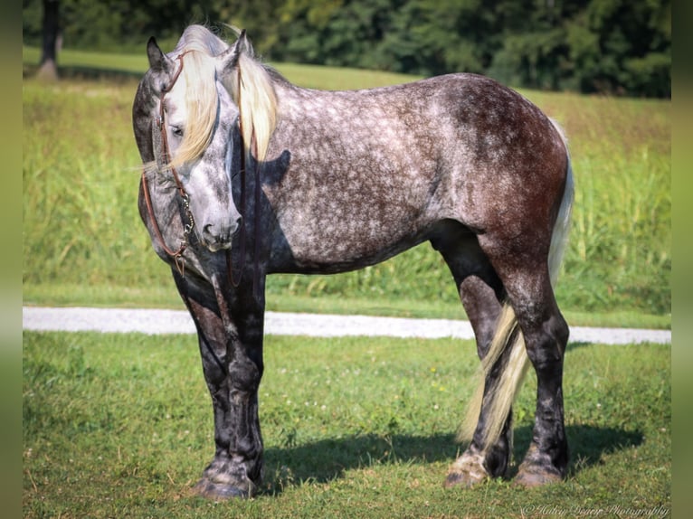 American Quarter Horse Castrone 7 Anni 173 cm Grigio pezzato in Auburn KY