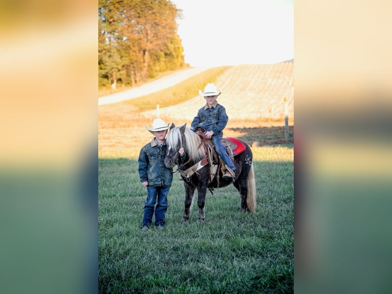 American Quarter Horse Castrone 7 Anni 94 cm Baio in Huntland Tn