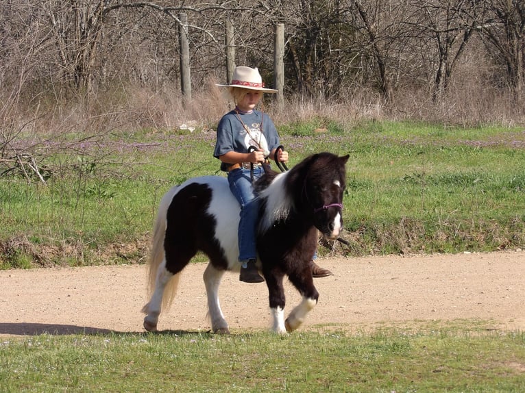 American Quarter Horse Castrone 7 Anni 94 cm Tobiano-tutti i colori in Antlers OK