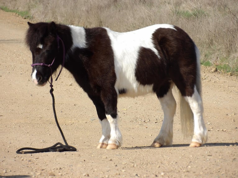 American Quarter Horse Castrone 7 Anni 94 cm Tobiano-tutti i colori in Antlers OK