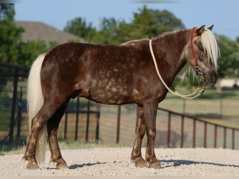 American Quarter Horse Castrone 7 Anni 99 cm Baio in jOSHUA tx