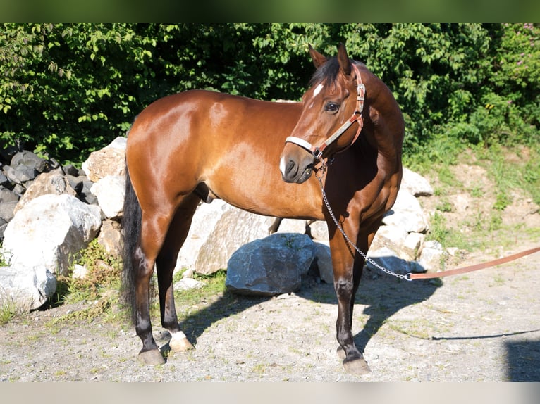 American Quarter Horse Castrone 7 Anni Baio in Niedersayn