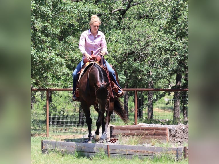 American Quarter Horse Castrone 7 Anni Baio ciliegia in jacksboro TX