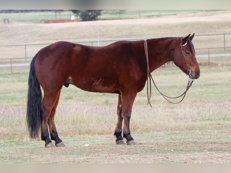 American Quarter Horse Castrone 7 Anni Baio ciliegia in Joshua TX