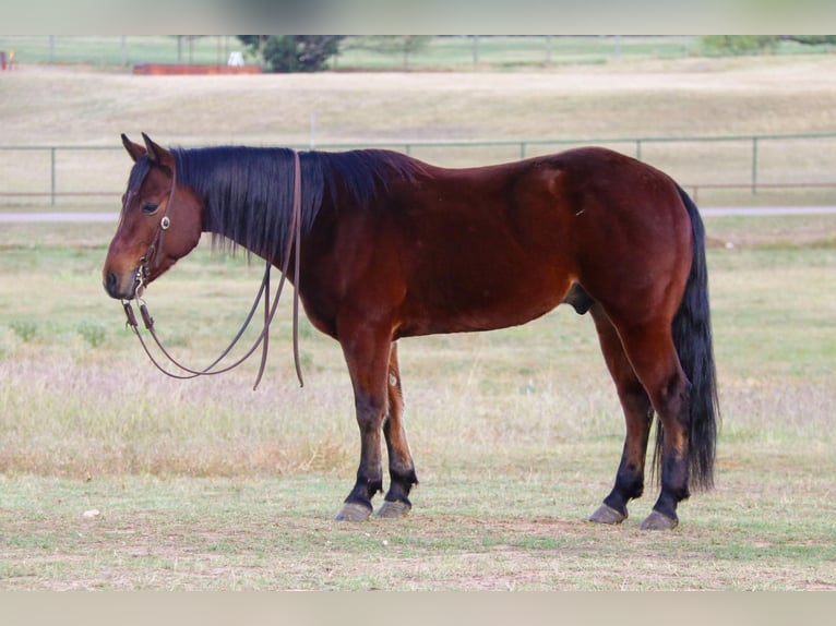 American Quarter Horse Castrone 7 Anni Baio ciliegia in Joshua TX