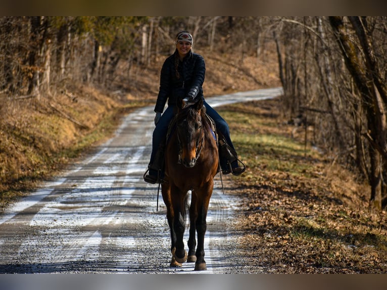 American Quarter Horse Castrone 7 Anni Baio ciliegia in Ewing KY