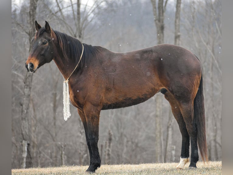 American Quarter Horse Castrone 7 Anni Baio ciliegia in Ewing KY