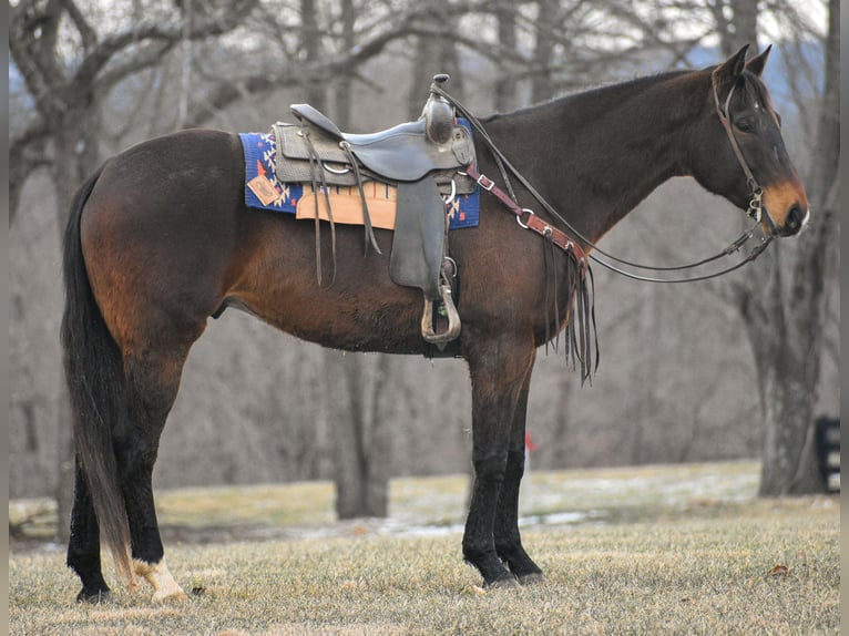 American Quarter Horse Castrone 7 Anni Baio ciliegia in Ewing KY