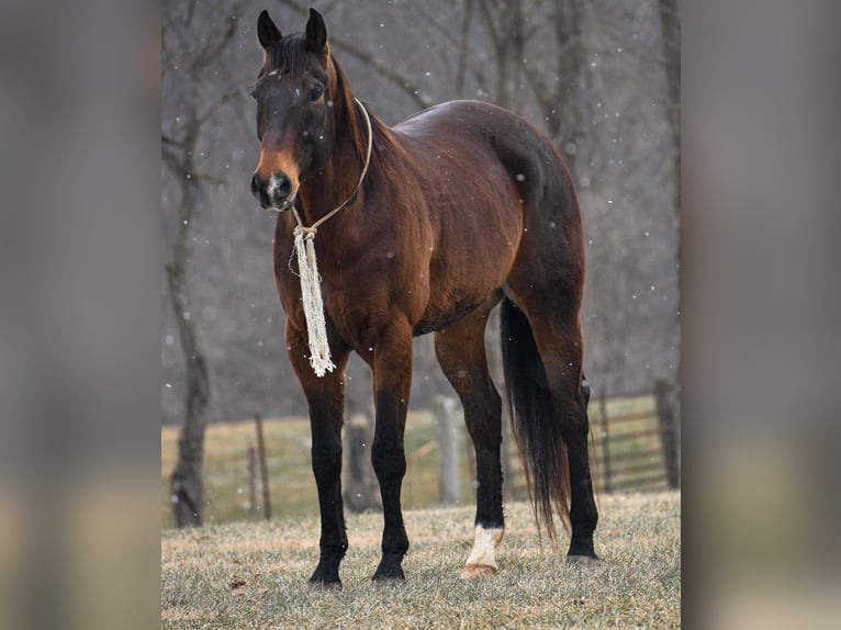 American Quarter Horse Castrone 7 Anni Baio ciliegia in Ewing KY