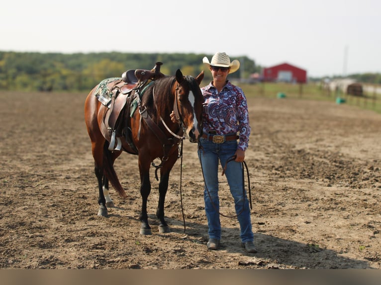 American Quarter Horse Castrone 7 Anni Baio ciliegia in Princeton, MO