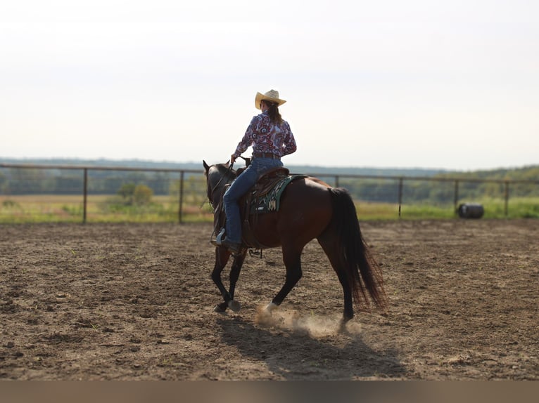 American Quarter Horse Castrone 7 Anni Baio ciliegia in Princeton, MO