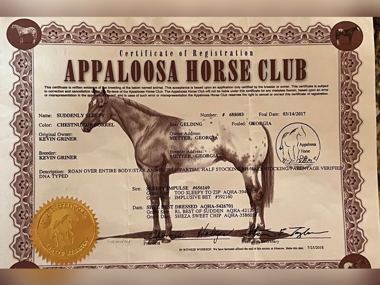 American Quarter Horse Castrone 7 Anni Baio ciliegia in Waco TX