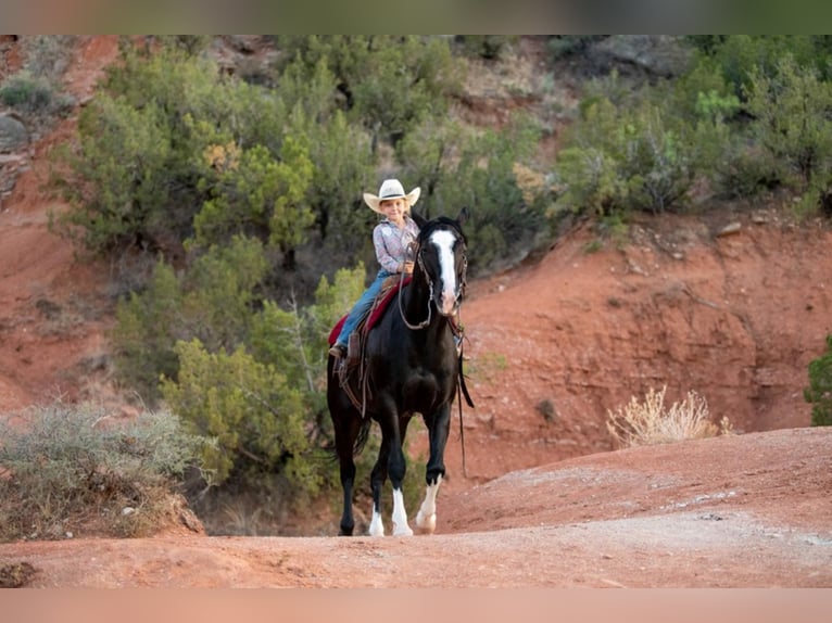 American Quarter Horse Castrone 7 Anni Baio ciliegia in Canyon TX
