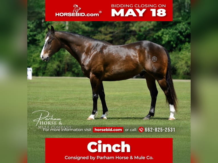 American Quarter Horse Castrone 7 Anni Baio ciliegia in Amory