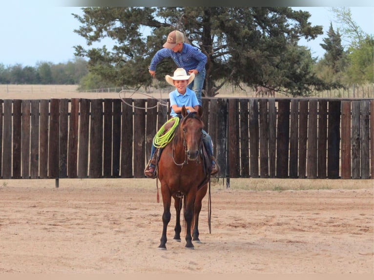 American Quarter Horse Mix Castrone 7 Anni Baio ciliegia in De Kalb
