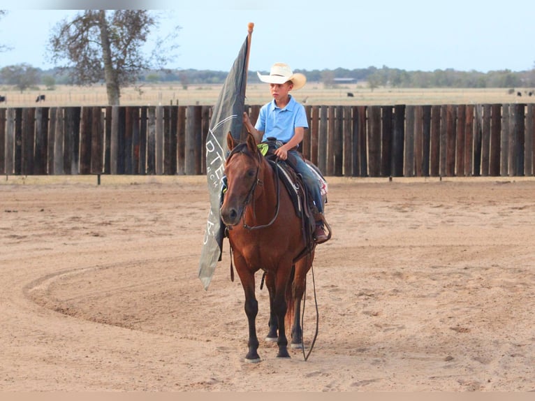 American Quarter Horse Mix Castrone 7 Anni Baio ciliegia in De Kalb