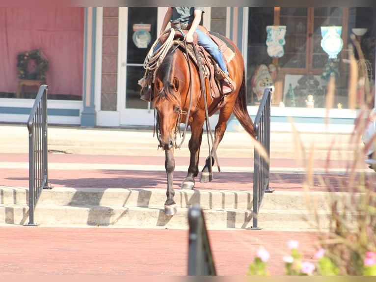 American Quarter Horse Mix Castrone 7 Anni Baio ciliegia in De Kalb