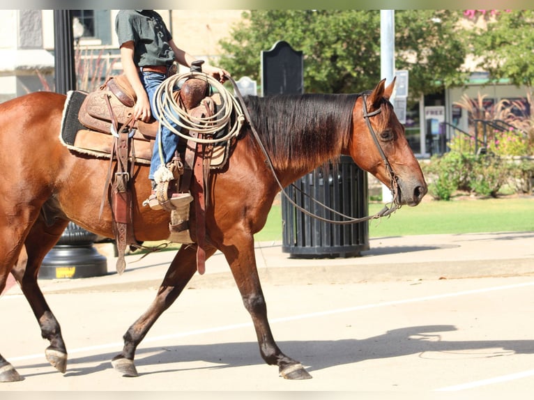 American Quarter Horse Mix Castrone 7 Anni Baio ciliegia in De Kalb
