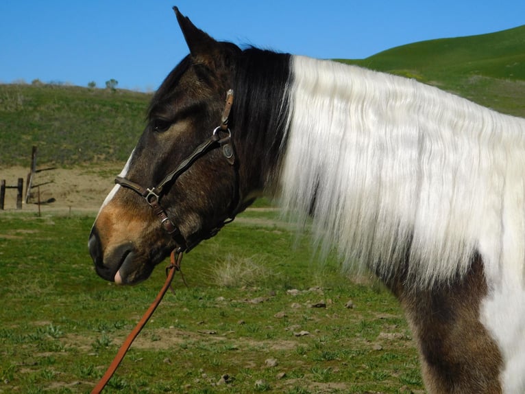 American Quarter Horse Castrone 7 Anni Baio ciliegia in Paicines CA