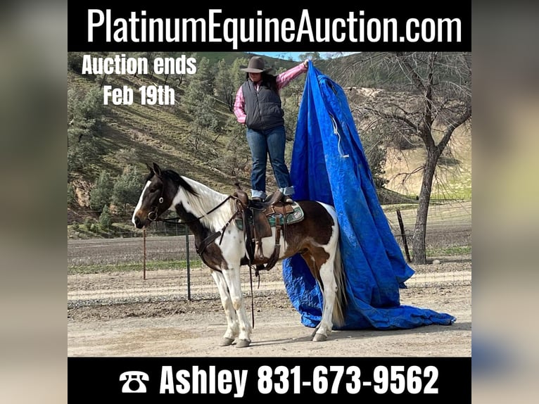 American Quarter Horse Castrone 7 Anni Baio ciliegia in Paicines CA