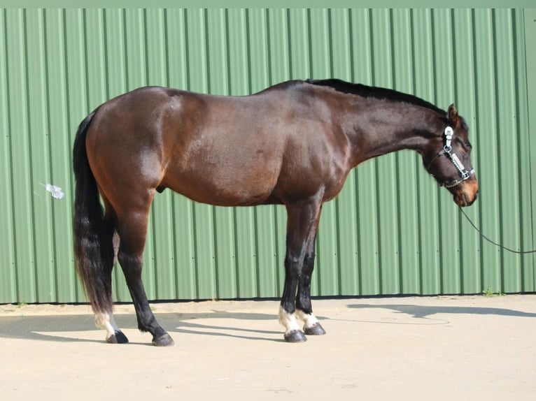 American Quarter Horse Castrone 7 Anni Baio in Moorrege