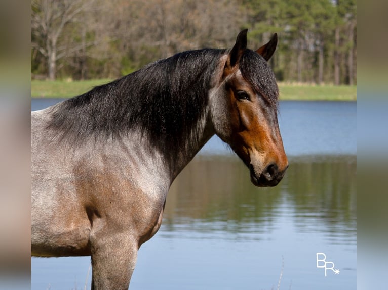 American Quarter Horse Castrone 7 Anni Baio roano in Mt grove MO