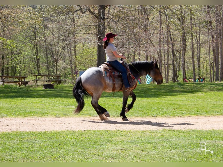 American Quarter Horse Castrone 7 Anni Baio roano in Mt grove MO