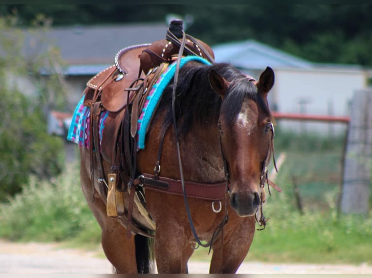 American Quarter Horse Castrone 7 Anni Baio roano in Stephenville Tx